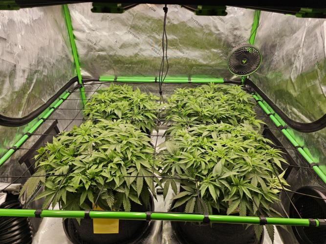 GHS 2x Persian Pie & Bubba Slush. Week 6