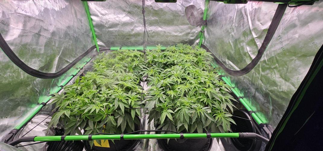 GHS 2x Persian Pie & Bubba Slush. Week 7