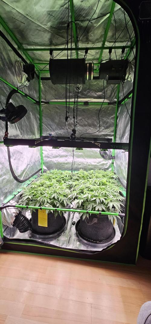 GHS 2x Persian Pie & Bubba Slush. Week 7
