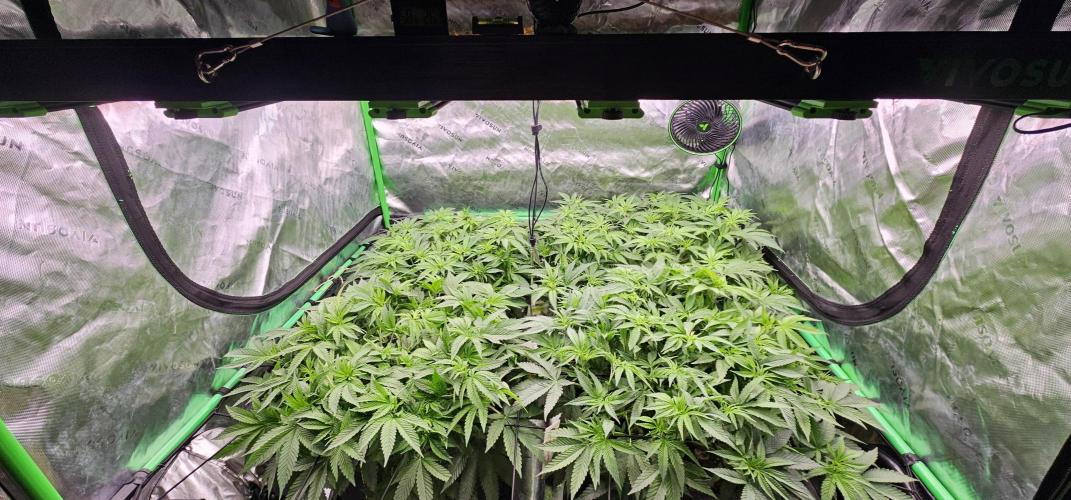 GHS 2x Persian Pie & Bubba Slush. Week 7