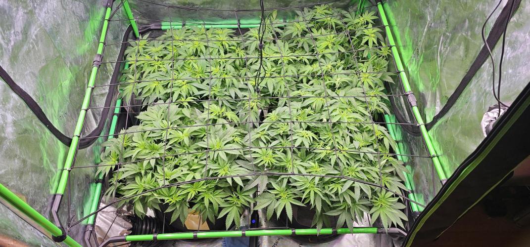 GHS 2x Persian Pie & Bubba Slush. Week 7