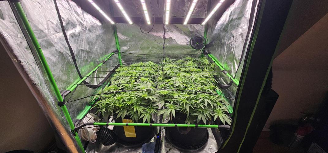 GHS 2x Persian Pie & Bubba Slush. Week 7