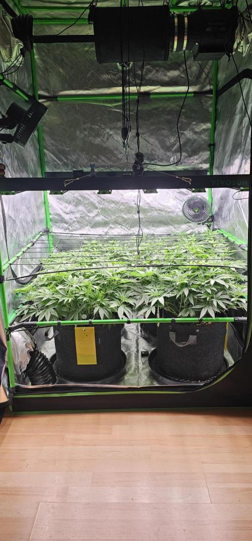 GHS 2x Persian Pie & Bubba Slush. Week 8