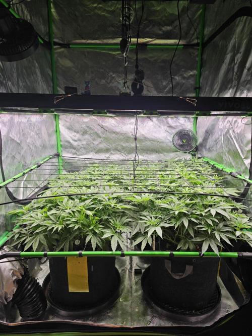GHS 2x Persian Pie & Bubba Slush. Week 8