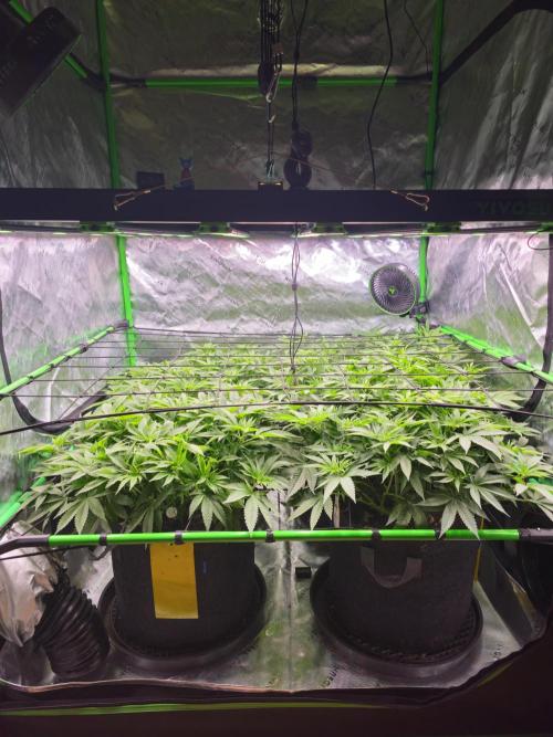 GHS 2x Persian Pie & Bubba Slush. Week 8