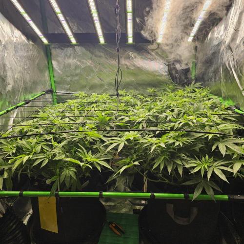 GHS 2x Persian Pie & Bubba Slush. Week 8