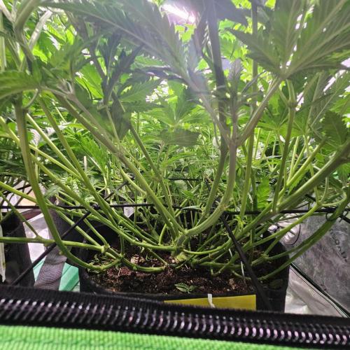 GHS 2x Persian Pie & Bubba Slush. Week 9
