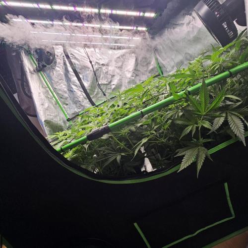 GHS 2x Persian Pie & Bubba Slush. Week 9