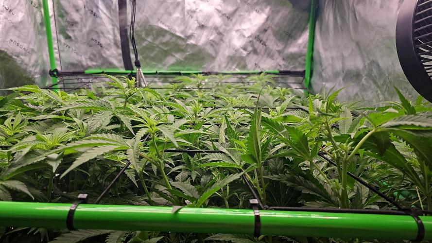 GHS 2x Persian Pie & Bubba Slush. Week 9