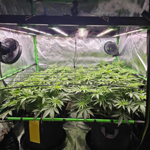 GHS 2x Persian Pie & Bubba Slush. Week 9