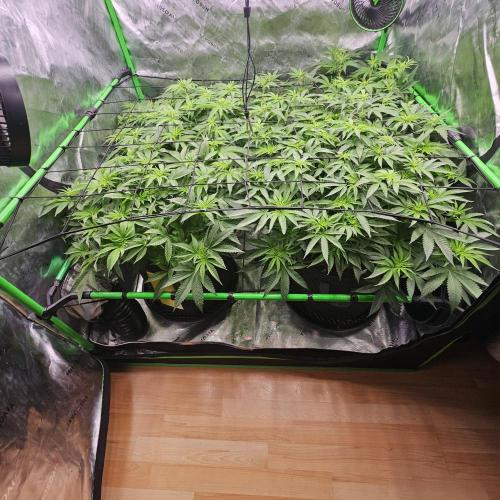 GHS 2x Persian Pie & Bubba Slush. Week 9