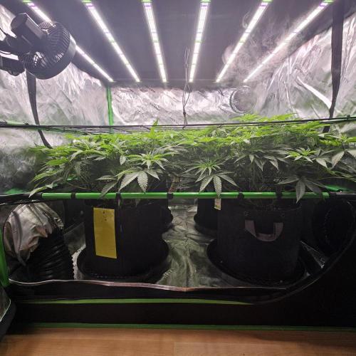 GHS 2x Persian Pie & Bubba Slush. Week 9