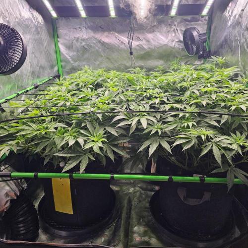 GHS 2x Persian Pie & Bubba Slush. Week 10