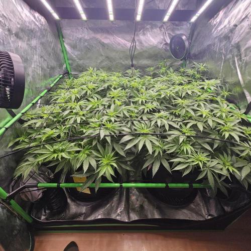 GHS 2x Persian Pie & Bubba Slush. Week 10