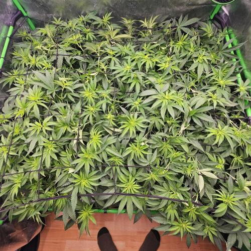 GHS 2x Persian Pie & Bubba Slush. Week 10