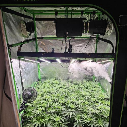 GHS 2x Persian Pie & Bubba Slush. Week 10