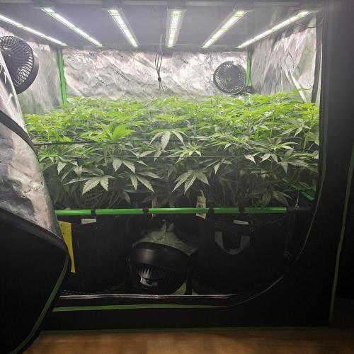 GHS 2x Persian Pie & Bubba Slush. Week 10