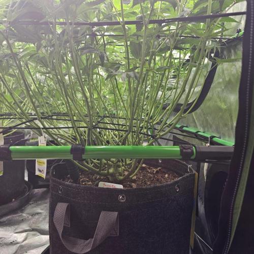 GHS 2x Persian Pie & Bubba Slush. Week 10