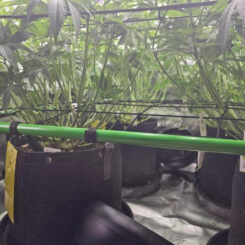 GHS 2x Persian Pie & Bubba Slush. Week 10