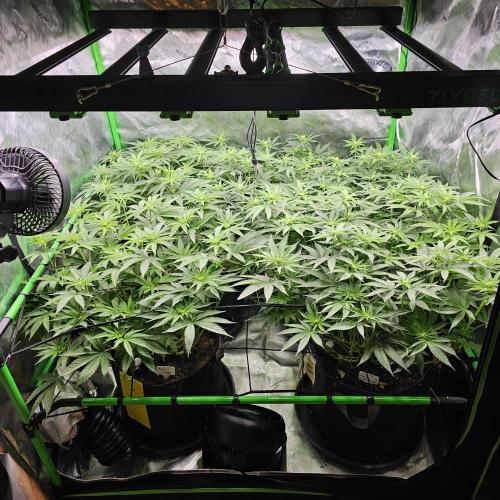 GHS 2x Persian Pie & Bubba Slush. Week 10
