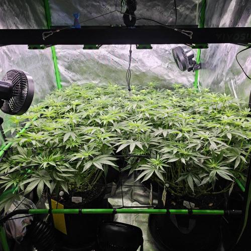 GHS 2x Persian Pie & Bubba Slush. Week 10