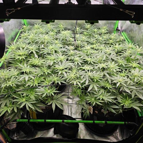 GHS 2x Persian Pie & Bubba Slush. Week 10