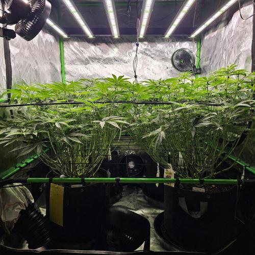GHS 2x Persian Pie & Bubba Slush. Week 10