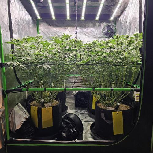 GHS 2x Persian Pie & Bubba Slush. Week 11