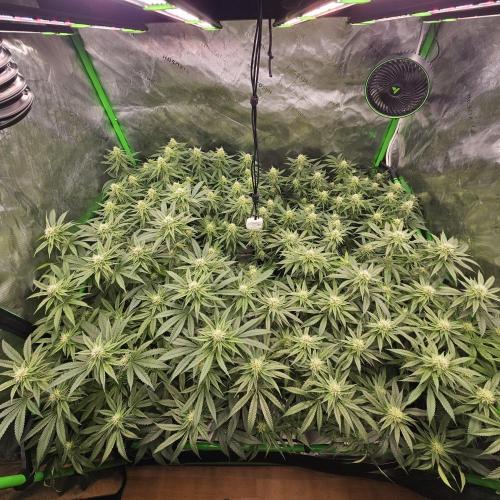 GHS 2x Persian Pie & Bubba Slush. Week 11