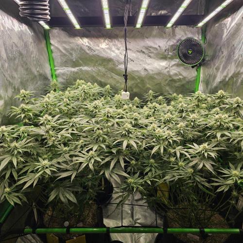 GHS 2x Persian Pie & Bubba Slush. Week 11