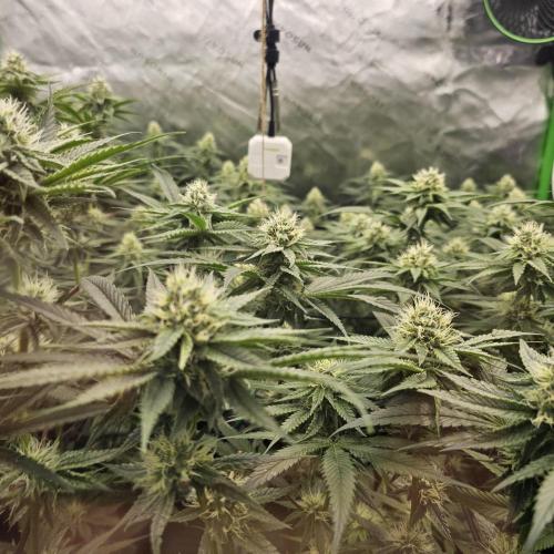 GHS 2x Persian Pie & Bubba Slush. Week 11