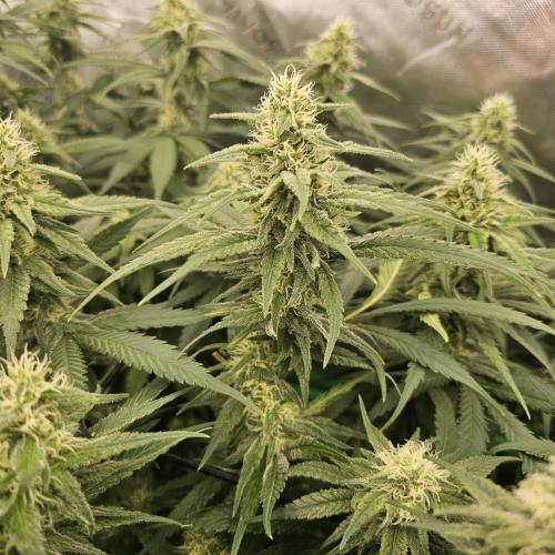 GHS 2x Persian Pie & Bubba Slush. Week 11