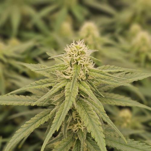 GHS 2x Persian Pie & Bubba Slush. Week 11