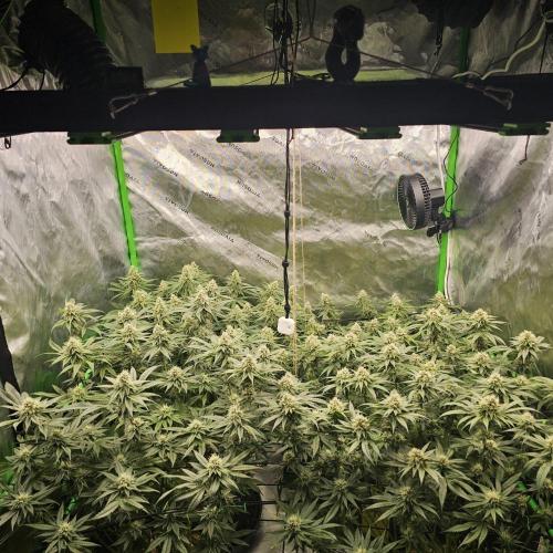 GHS 2x Persian Pie & Bubba Slush. Week 12