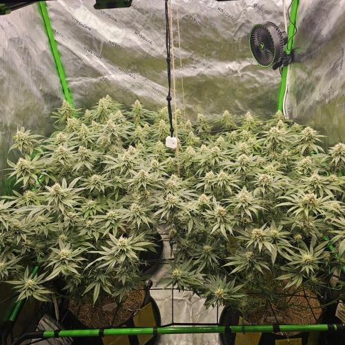GHS 2x Persian Pie & Bubba Slush. Week 12