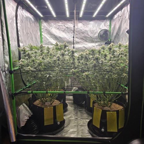 GHS 2x Persian Pie & Bubba Slush. Week 12