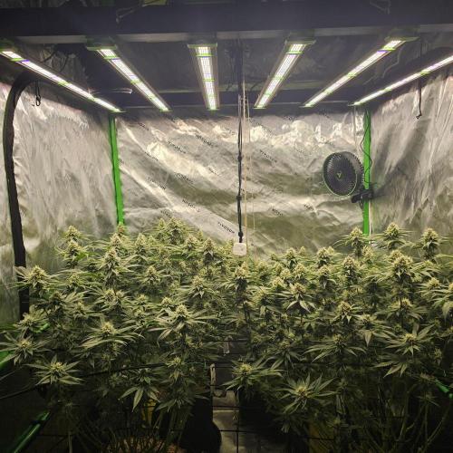 GHS 2x Persian Pie & Bubba Slush. Week 12