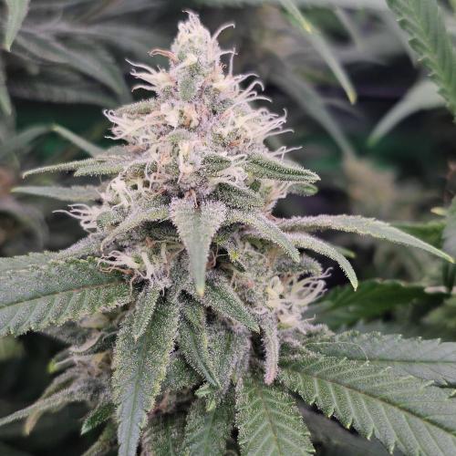 GHS 2x Persian Pie & Bubba Slush. Week 12