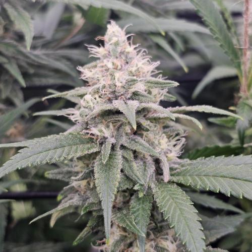 GHS 2x Persian Pie & Bubba Slush. Week 12