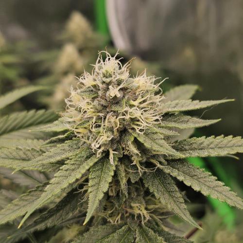 GHS 2x Persian Pie & Bubba Slush. Week 12