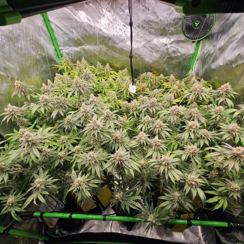GHS 2x Persian Pie & Bubba Slush. Week 13