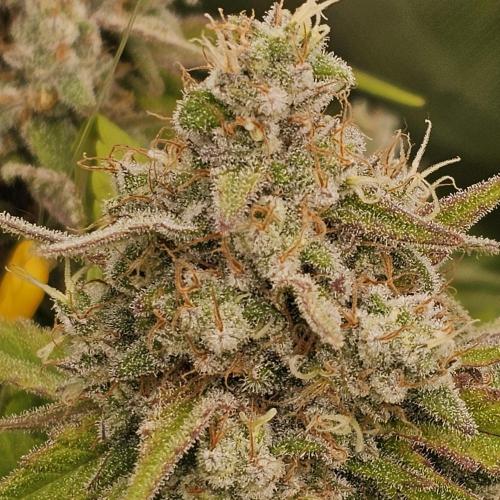 GHS 2x Persian Pie & Bubba Slush. Week 13