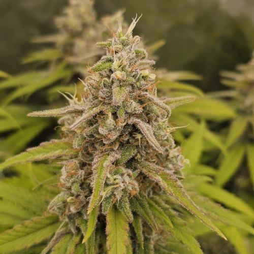 GHS 2x Persian Pie & Bubba Slush. Week 13