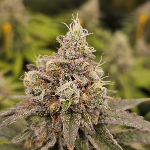GHS 2x Persian Pie & Bubba Slush. Week 13