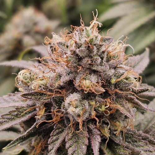 GHS 2x Persian Pie & Bubba Slush. Week 13