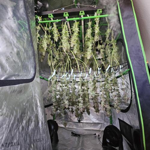 GHS 2x Persian Pie & Bubba Slush. Week 14
