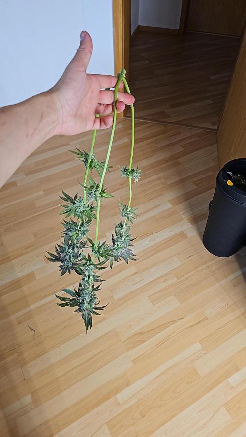 GHS 2x Persian Pie & Bubba Slush. Week 14