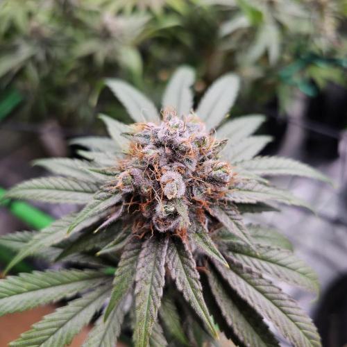 GHS 2x Persian Pie & Bubba Slush. Week 14