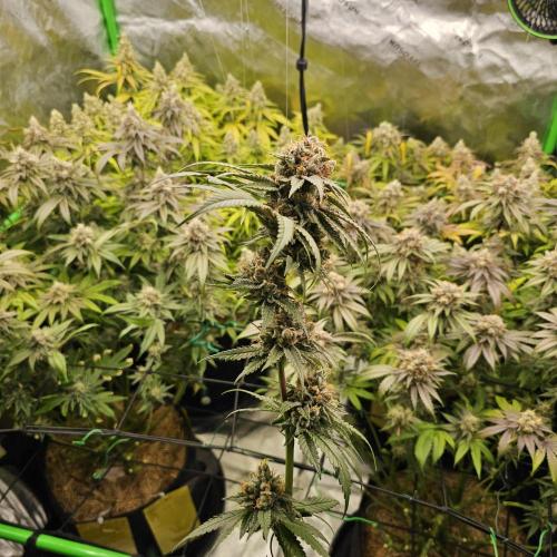 GHS 2x Persian Pie & Bubba Slush. Week 14