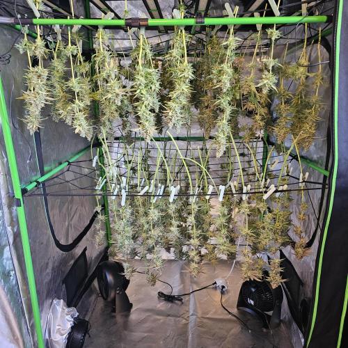 GHS 2x Persian Pie & Bubba Slush. Week 15